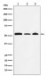 NONO / p54nrb Antibody